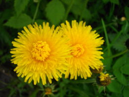 {{brizy_dc_image_alt entityId=