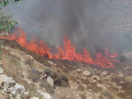 {{brizy_dc_image_alt entityId=