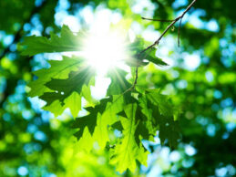 {{brizy_dc_image_alt entityId=